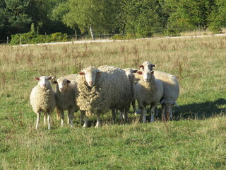 sheep in a field