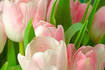 Bouquet of beautiful and fresh flowers from tulips. The background of nature.