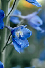 Blue flower day flowers on the stem, macro photo
