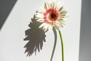White gerbera on the white background, side view