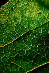 macro photo of a green leaf of an apple tree in the setting sun