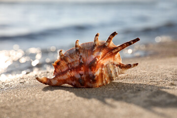 Obraz na płótnie Canvas Beautiful exotic sea shell on sandy beach