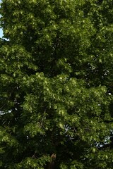 Beautiful blossoming linden tree outdoors on sunny spring day