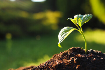 Fototapeta na wymiar Beautiful green seedling in soil outdoors, closeup with space for text. Planting tree