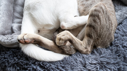 Fototapeta na wymiar Paws and tails of oriental shorthair white and tabby kitten sleeping together