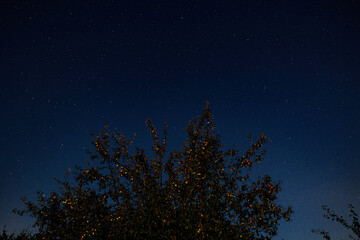 Fototapeta premium night sky with stars