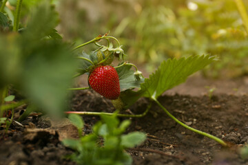 Strawberry plant with ripening berries growing in garden