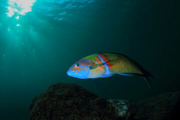  A beatifull fish swimming placidly in the blue of the seabed