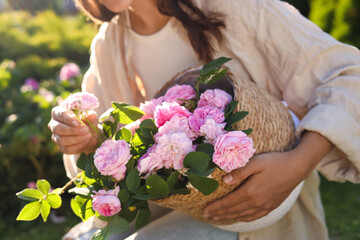 Woman holding wicker basket with beautiful tea roses in garden, closeup