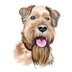 Irish Red Terrier dog, Brocaire Rua digital art illustration isolated on white background. Ireland origin comoanion terrier dog. Pet hand drawn portrait. Graphic clip art design for web print.
