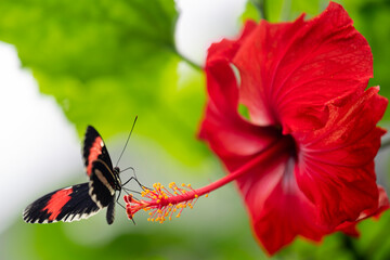 mariposa sobre flor