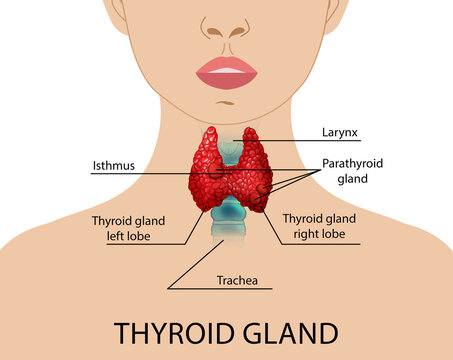 Illustration of human thyroid gland on white background