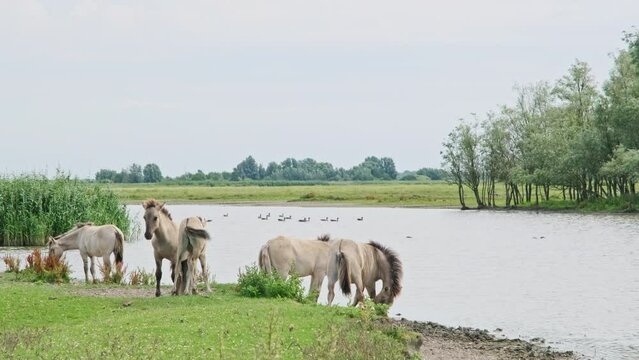 Wild Konik foals grazing in a green meadow near water in Lauwersmeer National Park The Netherlands under a cloudy sky. The Konik is a Polish horse breed.	