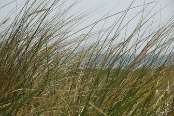 Beautiful view of dune grass at Texel