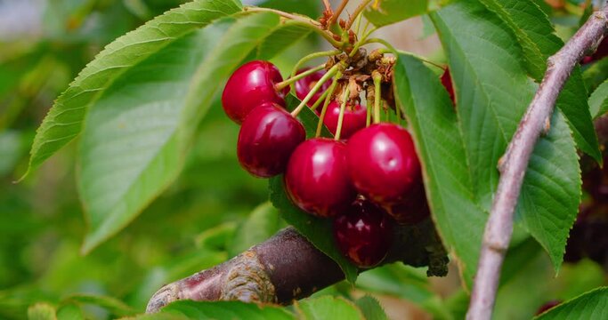 Abundance. Macro. Close-up of tree branch full of ripe sweet cherries. Plantation. Ripe sweet red garden berries, harvesting time, orchard. Summer day. Ingathering. Golden crop yield.