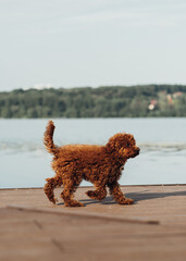 Small Redhead Dog, Toy Poodle Breed Walking Outdoors Near the City Lake