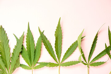 Close up fresh cannabis leaves on light pink paper background