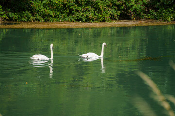 Fototapeta na wymiar Swans on the Mincio river