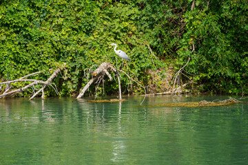 Fototapeta na wymiar Heron on the Mincio river