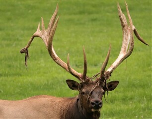 Male Bull Elk at Benezette PA