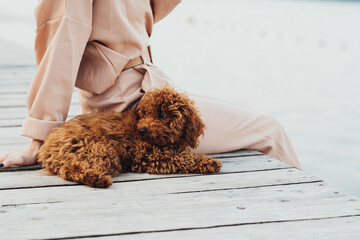 Cute little toy poodle laying on the pier, woman enjoy company with her four paws pet