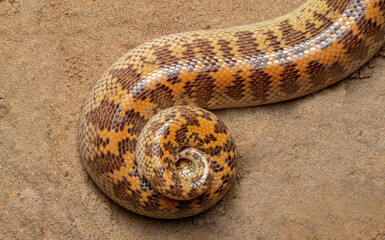 close up of a snake