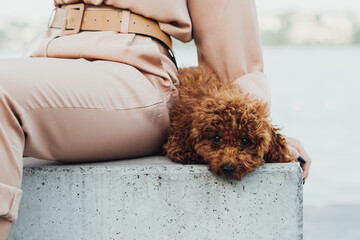 Redhead dog breed toy poodle sitting outdoors with woman