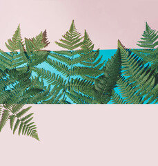 Creative tropical concept of natural green leaves. Beautiful arrangement on pink and blue background.