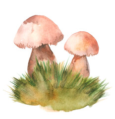 A group of hand-drawn watercolor ceps with grass isolated on white