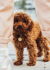 Cute little toy poodle called Metti hiding behind owner's legs