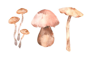 mushrooms champignons, mushroom pickle, mushroom mushroom, boletus mushroom, chanterelles mushrooms, isolated watercolor illustration - obrazy, fototapety, plakaty