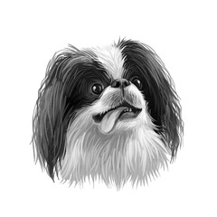 Japanese Chin, Japanese Spaniel, Chin dog digital art illustration isolated on white background. Japan origin toy companion dog. Pet hand drawn portrait. Graphic clip art design for web print