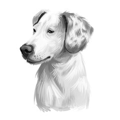 Istrian Short-haired Hound, Istarski Kratkodlaki Gonic dog digital art illustration isolated on white background. Croatia origin scenthound dog. Pet hand drawn portrait. Graphic clip art for web print