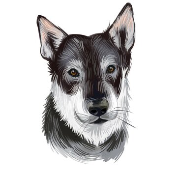 recommend clip art: Jamthund, Swedish Elkhound, Swedish Moosehound dog digital art illustration isolated on white background. Sweden origin northern breed dog. Pet hand drawn portrait. Graphic clip art for web print.