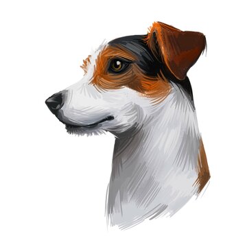 recommend clip art: Jack Russell Terrier, Jack Russell, JRT, Jack dog digital art illustration isolated on white background. Enfland origin terrier dog. Pet hand drawn portrait. Graphic clip art design for web print