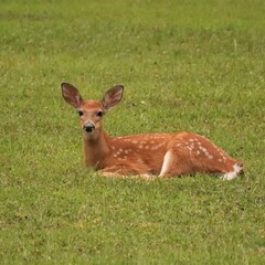 Darling Fawn Baby Deer with Spots at Benezette PA