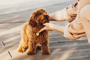 Beautiful redhead dog breed toy poodle called Metti with it's owner outdoors - obrazy, fototapety, plakaty