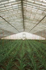 Pineapples growing in a greenhouse on a Pineapple Plantation. São Miguel Island in the archipelago...