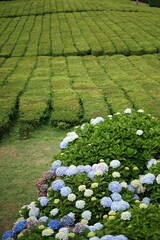 Hydrangea flowers on a tea plantation on the island of São Miguel, Azores, Portugal © Weronika