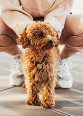 Beautiful redhead dog breed toy poodle called Metti with it's owner outdoors