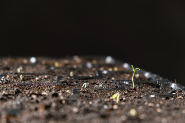 Growing tomatoes from seeds, step by step. Step 4 - the first sprout.