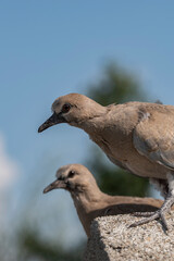 Close-up shot of a young turtle dove showing different facial expressions