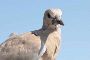 Close-up shot of a young turtle dove showing different facial expressions