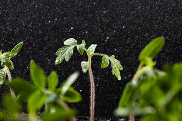 Growing tomatoes from seeds, step by step. Step 8 - watering grown sprouts.