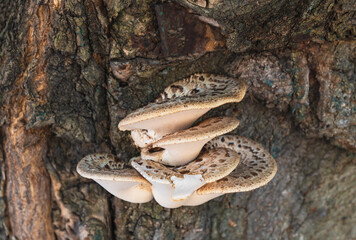 Tree mushrooms on the bark of an old tree.