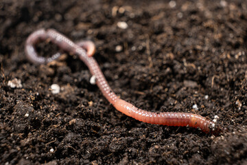 Big beautiful earthworm in the black soil, close-up. - obrazy, fototapety, plakaty