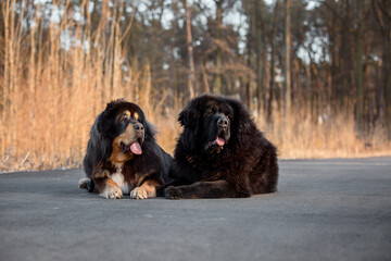 Dog breed Tibetan Mastiff on the grass