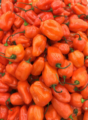 Plenty of orange color paprika background. Most spiciest chill called Habanero selling in the market.
