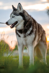 Husky