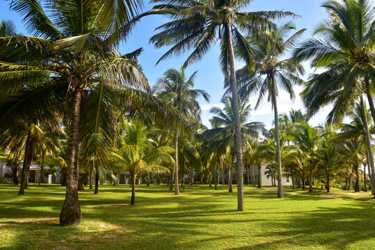 coconut trees
